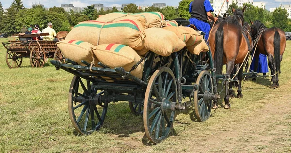 Transporte puxado a cavalo — Fotografia de Stock