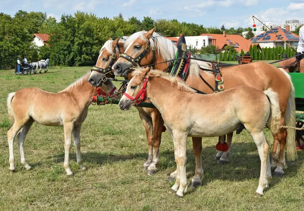 Famiglia di giovani cavalli — Foto Stock