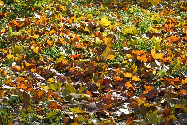 Gevallen bladeren in de herfst — Stockfoto