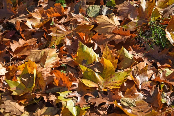 Bruine en gele bladeren — Stockfoto
