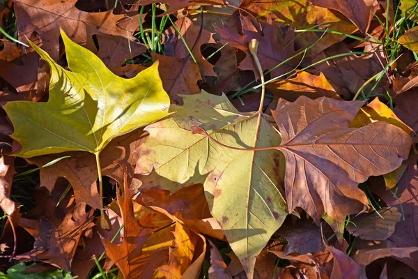 Barna, zöld és sárga levelek — Stock Fotó