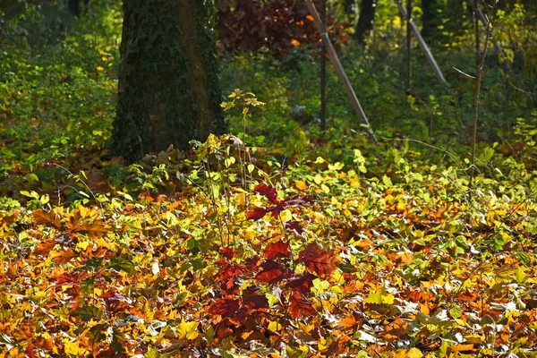 Autunno nel bosco — Foto Stock