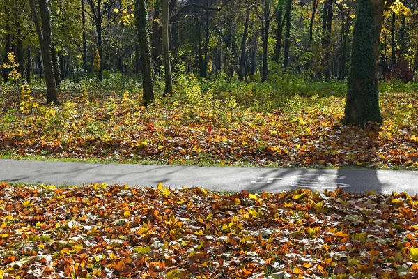 Bois en automne — Photo