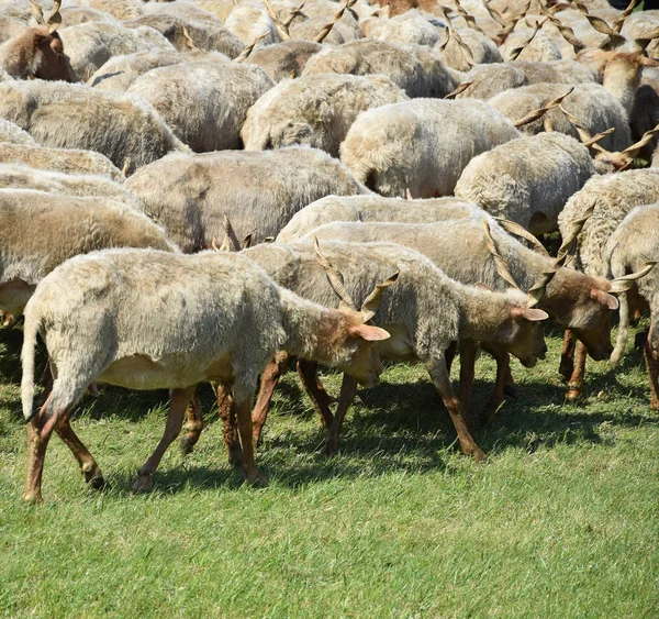 Fåren utomhus under våren — Stockfoto