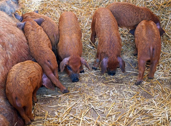 Mangalica свиней на фермі — стокове фото