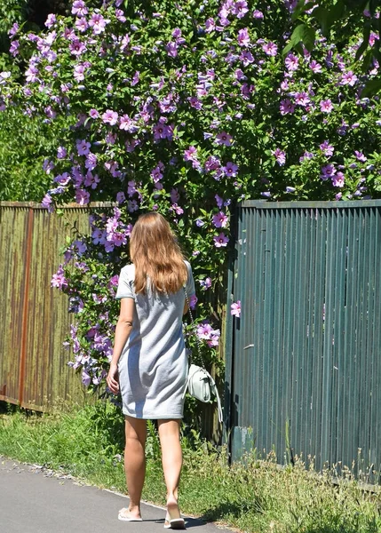 Mujer camina junto a un arbusto de malva — Foto de Stock