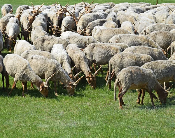 Sheep on the meadow — Stock Photo, Image