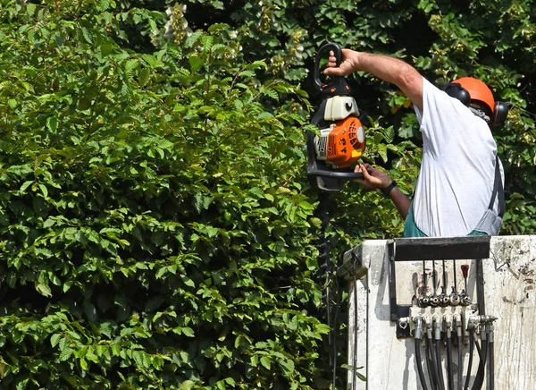 Lumberjack på jobbet — Stockfoto