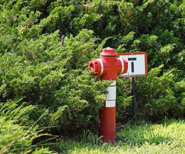 Bouche d'incendie rouge à côté d'un buisson — Photo