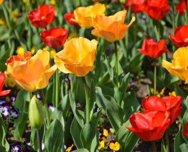 Bahçede kırmızı ve sarı laleler