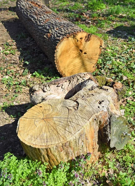 Tagliare tronco d'albero nel bosco — Foto Stock