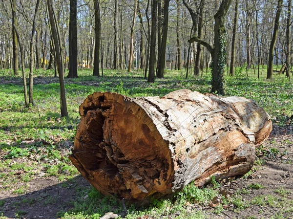 Grand tronc d'arbre dans les bois — Photo