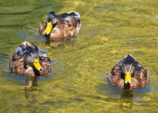 Wild ducks in the lake — Stock Photo, Image