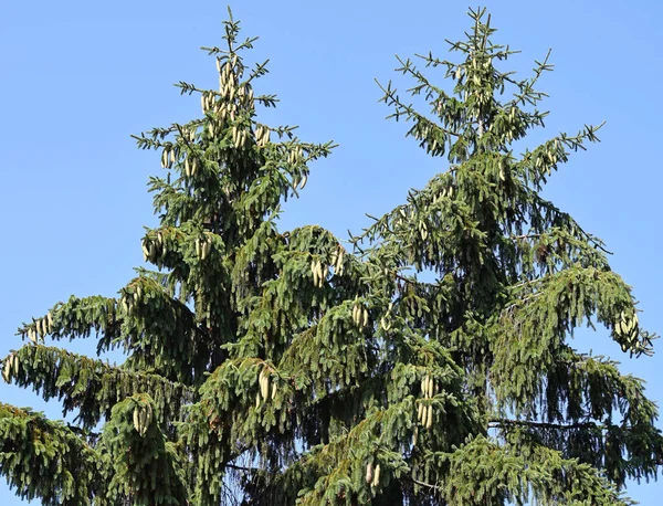 Kozalaklı çam ağacı dalları — Stok fotoğraf