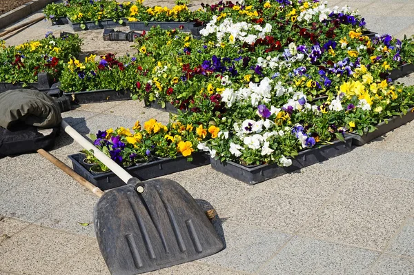 Çiçek dikimi için hazır