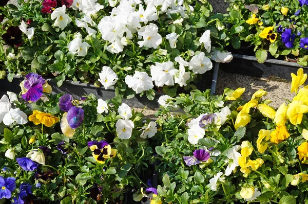 Квіти в горщиках на відкритому повітрі — стокове фото