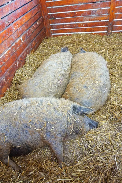 Mangalica pigs in the hutch — Stock Photo, Image