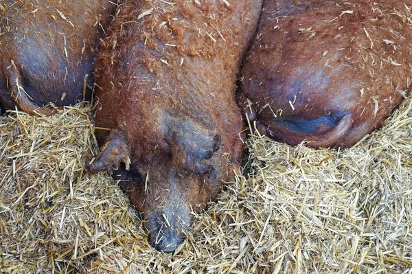 Mangalica pigs in the hutch — Stock Photo, Image