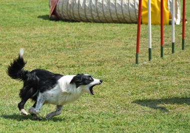 Köpek çeviklik yarışma