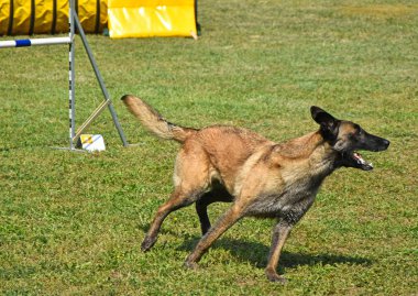 Köpek çeviklik yarışma