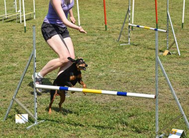 Köpek çeviklik yarışma