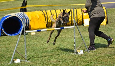 Köpek çeviklik yarışma