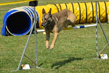 Köpek çeviklik yarışma