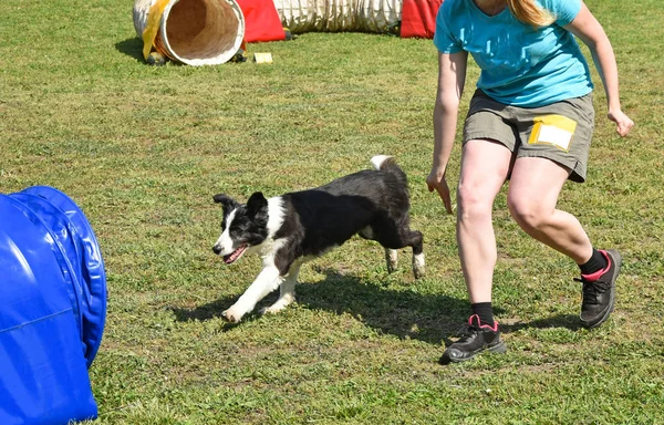 Concurso de agilidad perro — Foto de Stock