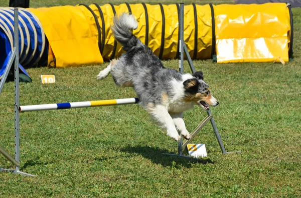 Concurso de agilidad perro — Foto de Stock