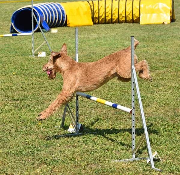 犬の敏捷性のコンテスト — ストック写真