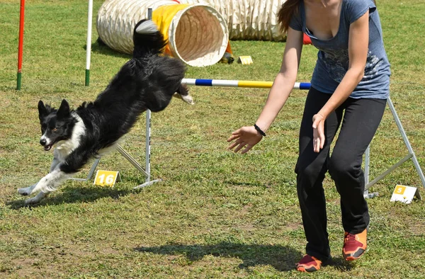 Concorso agilità cane — Foto Stock