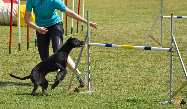 Psí agility soutěž — Stock fotografie