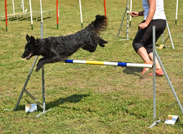 Dog agility contest