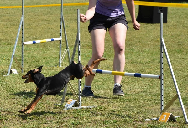 Concorso agilità cane — Foto Stock