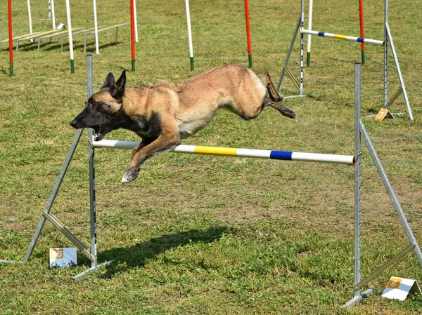 Dog agility tävling — Stockfoto