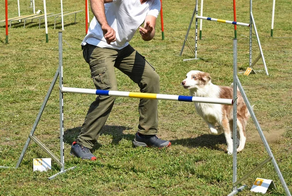 Concurso de agilidad perro — Foto de Stock