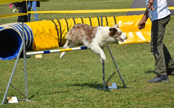 Hond agility wedstrijd — Stockfoto