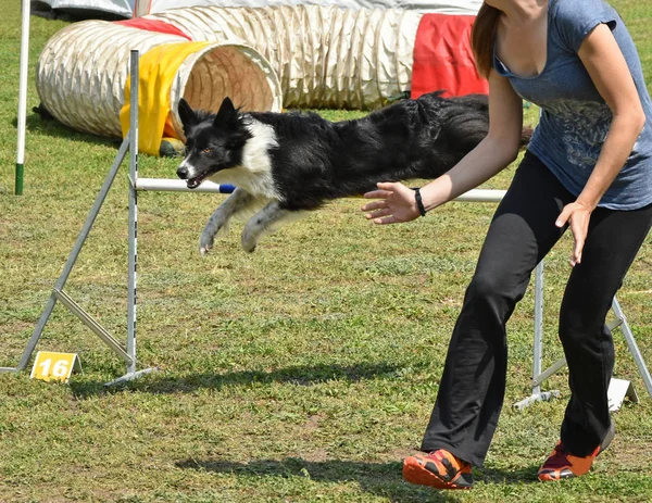 Kutya agility verseny — Stock Fotó