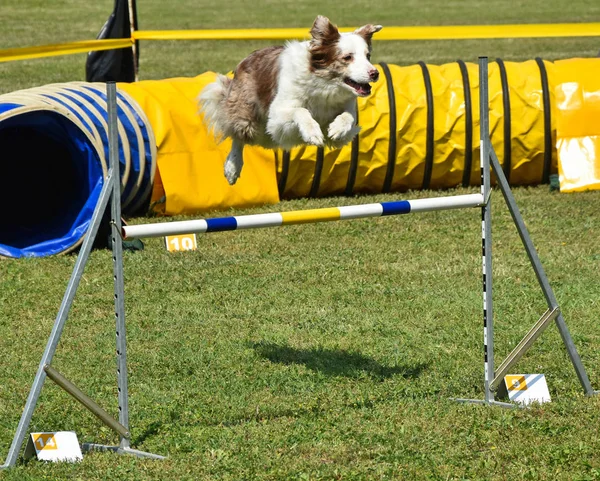 狗的敏捷性比赛 — 图库照片