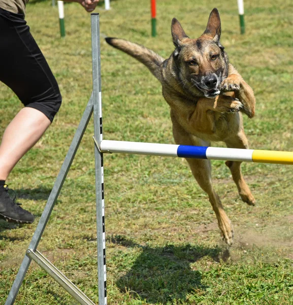 Psí agility soutěž — Stock fotografie