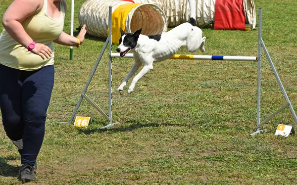 Concurso de agilidad perro — Foto de Stock
