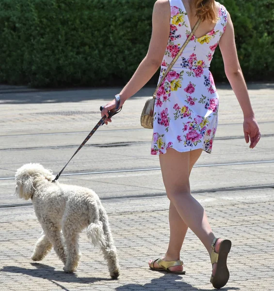 Гулять с собакой на улице — стоковое фото