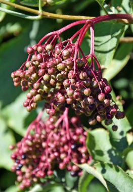 Orman yaşlı bariyer