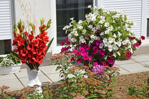 Gladiolo e fiori di petunia — Foto Stock