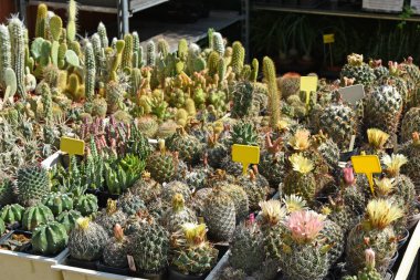 Kaktüsler Satılık