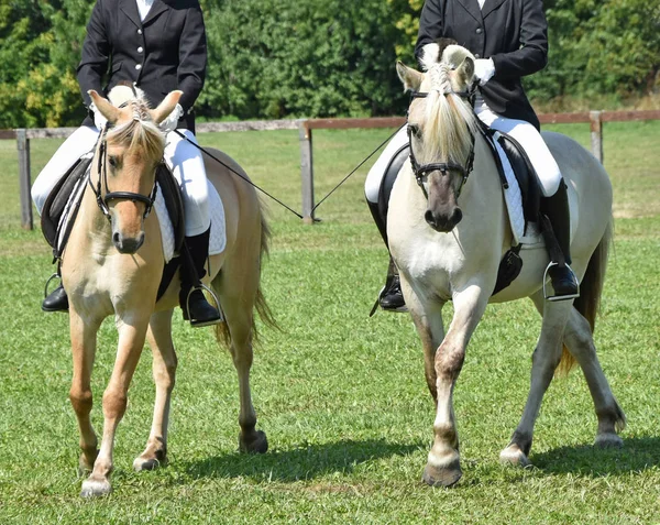 牧草地で馬が — ストック写真