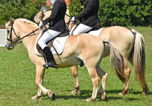 Paseos a caballo en verano — Foto de Stock