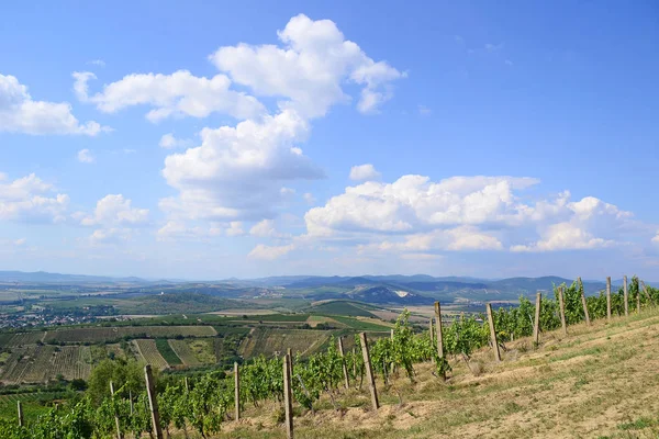 Vineyards on the hillside near Tarcal village, Hungary — Stock Photo, Image