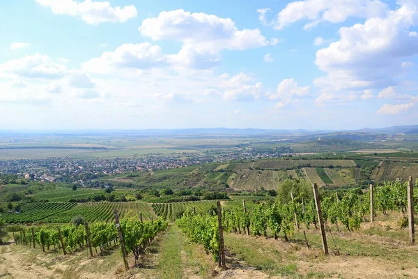 Vineyards on the hillside near Tarcal village, Hungary — Stock Photo, Image