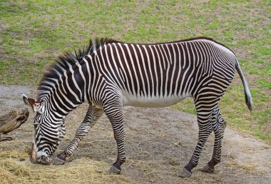 Zebra yaz aylarında çayır on yiyor